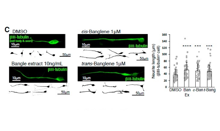 ヒト神経幹細胞の伸長　②バングレンのニューロン伸展効果